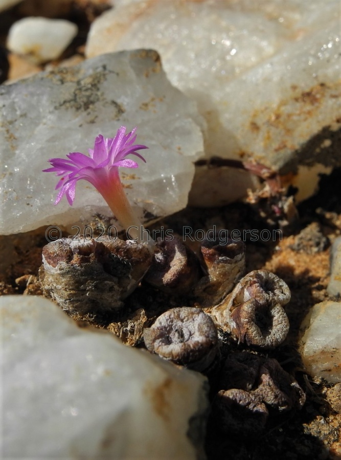 obscurum ssp.vitreopapillum (3).JPG