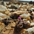 obscurum ssp.vitreopapillum (4)