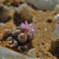 obscurum ssp.vitreopapillum (5)