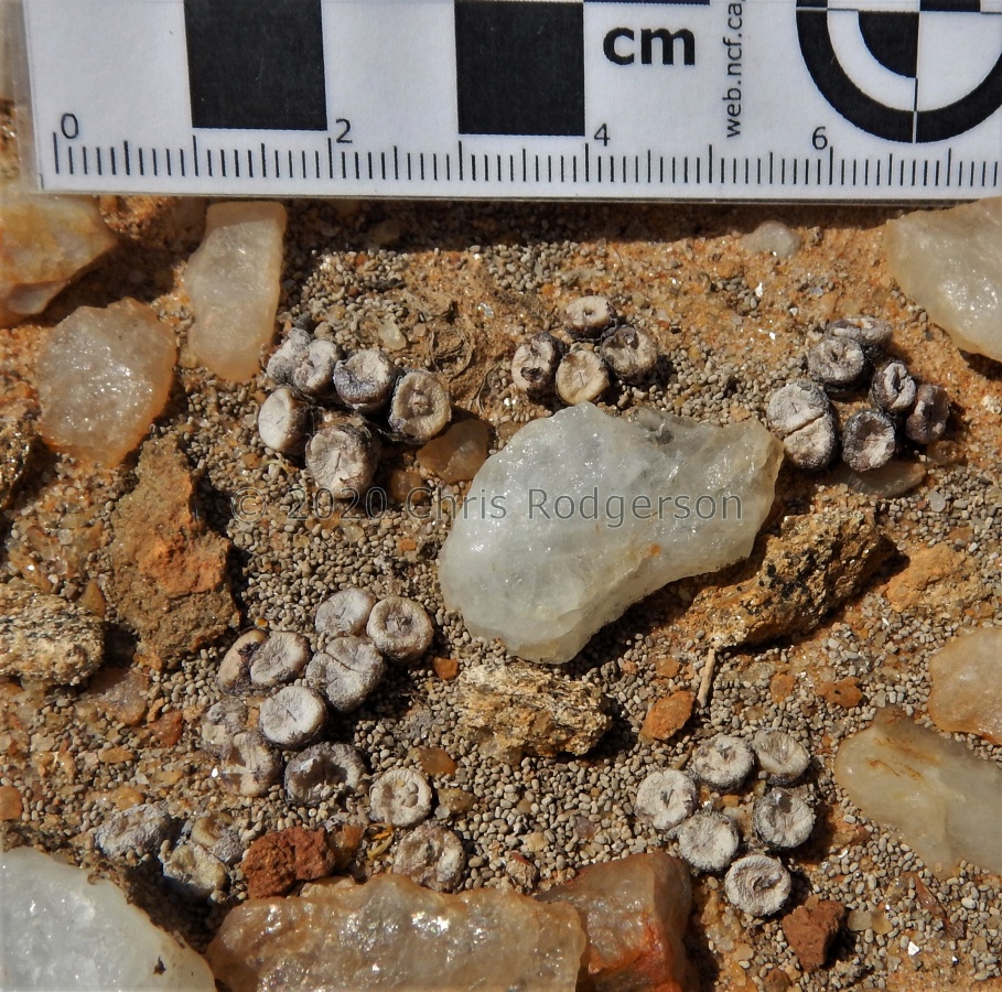 obscurum ssp.vitreopapillum (2).JPG