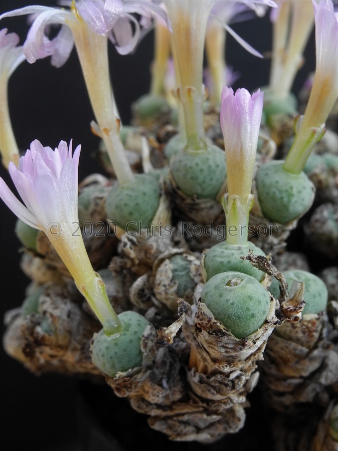 orbicum clonotype (2).JPG