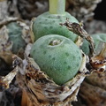 orbicum clonotype