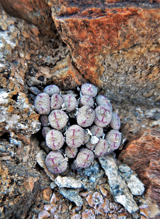 fraternum  'orbicum'  Tierkloof (5).JPG