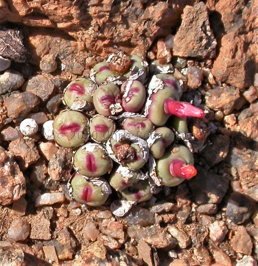 pageae Garies (2).jpg