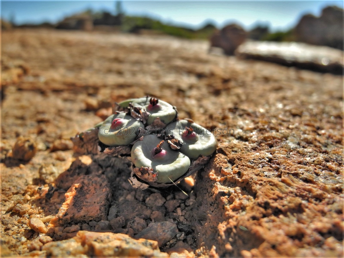 pageae S Springbok.JPG