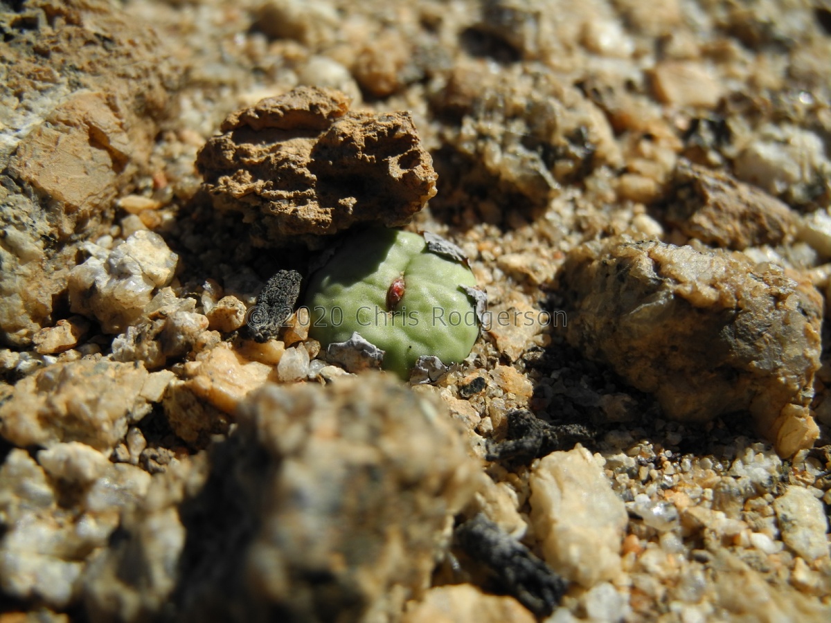 pageae E Biesies (3).JPG