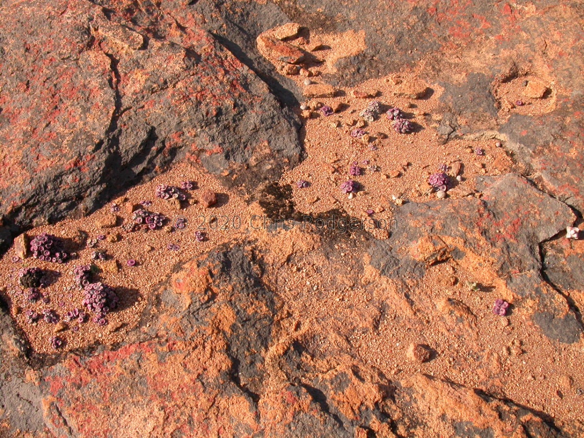 pageae S Kotzesrus.JPG