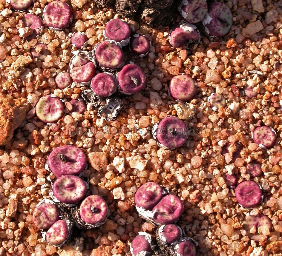 pageae S Kotzesrus (2).JPG