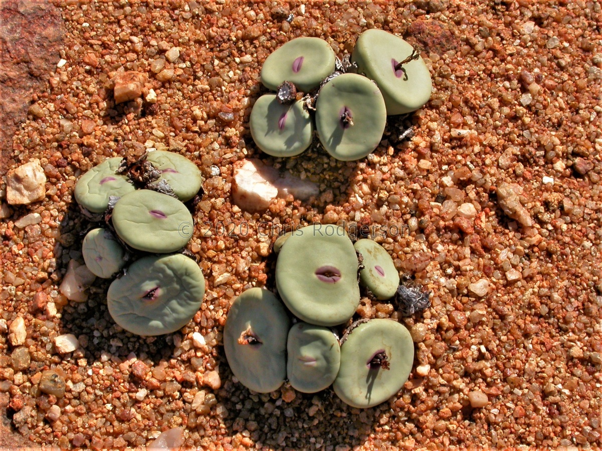 pageae 'subrisum' W Kamiesberg (3).jpg