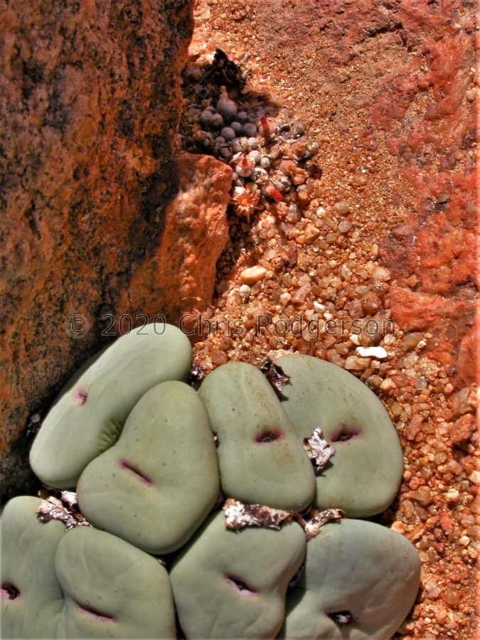 pageae 'subrisum' W Kamiesberg (4).jpg