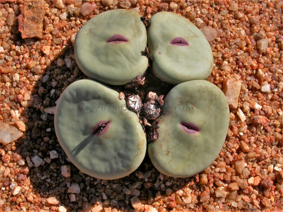 pageae 'subrisum' W Kamiesberg (1805).jpg