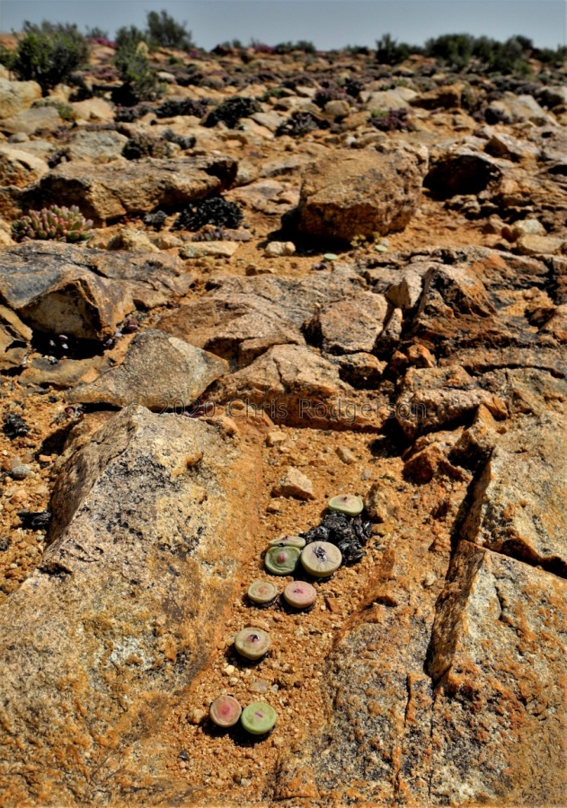 pageae 'subrisum' Kliprand.JPG