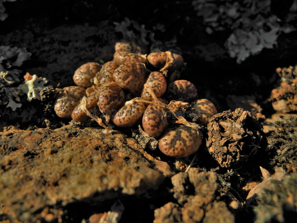 pellucidum W Kamieskroon (4).JPG