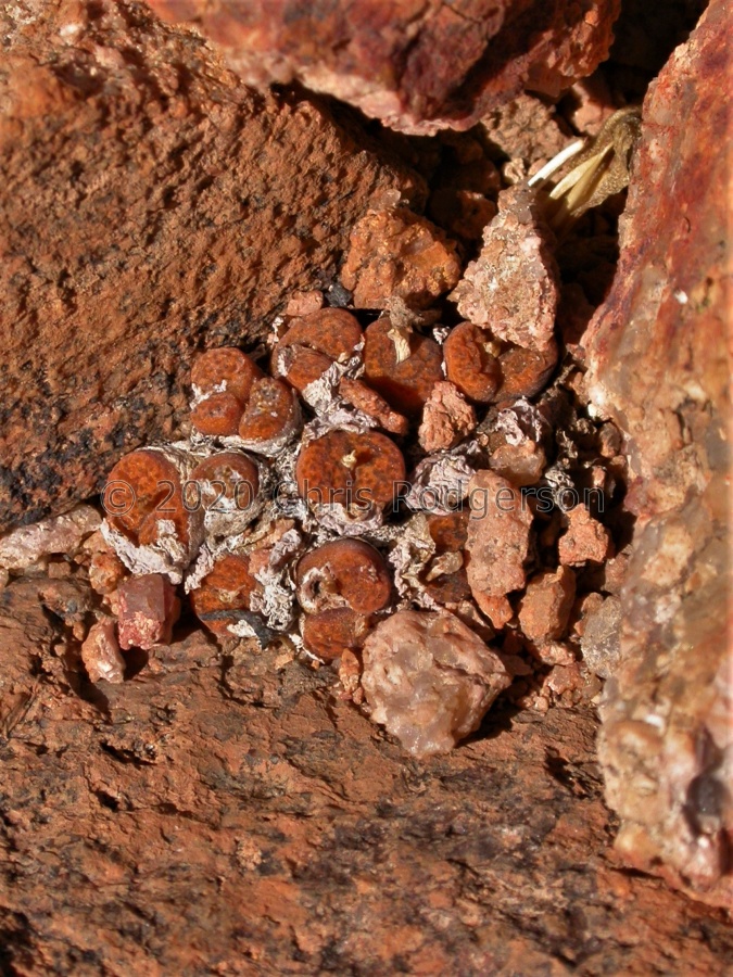 pellucidum SW Gamoep (2).JPG