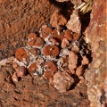 pellucidum SW Gamoep (2)