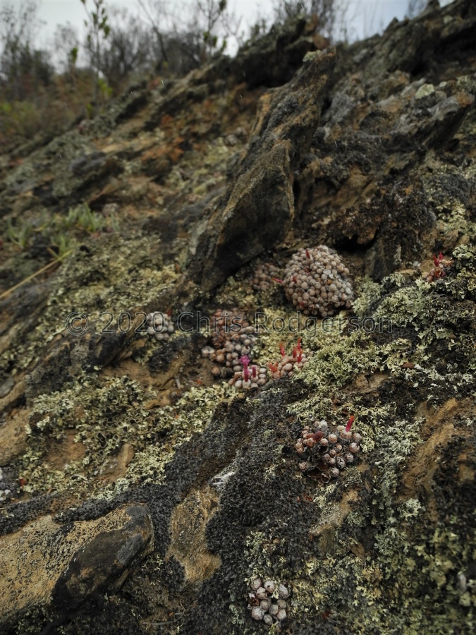 piluliforme E Montagu (2).JPG