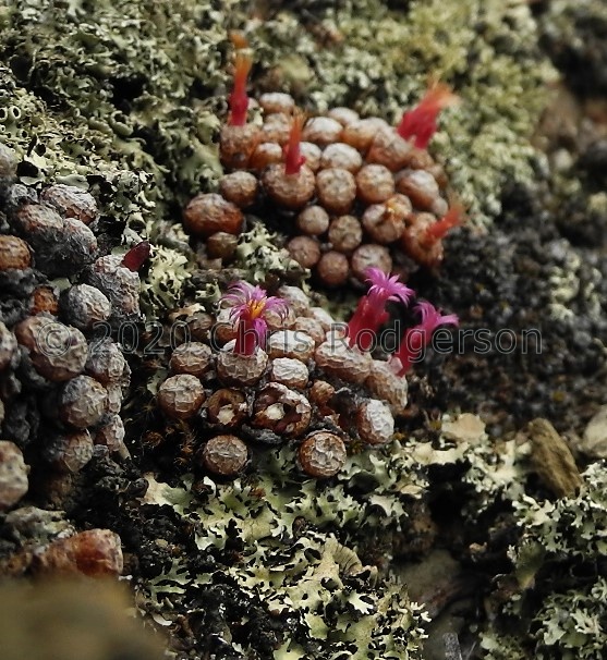 piluliforme E Montagu (3).JPG