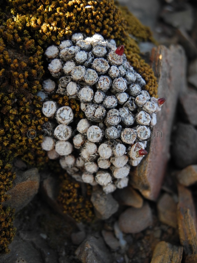 piluliforme SW Ladismith (2).JPG