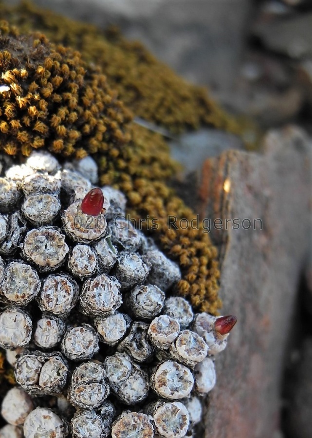 piluliforme SW Ladismith (3).JPG