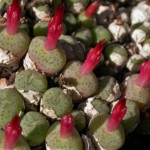 piluliforme ssp. piluliforme