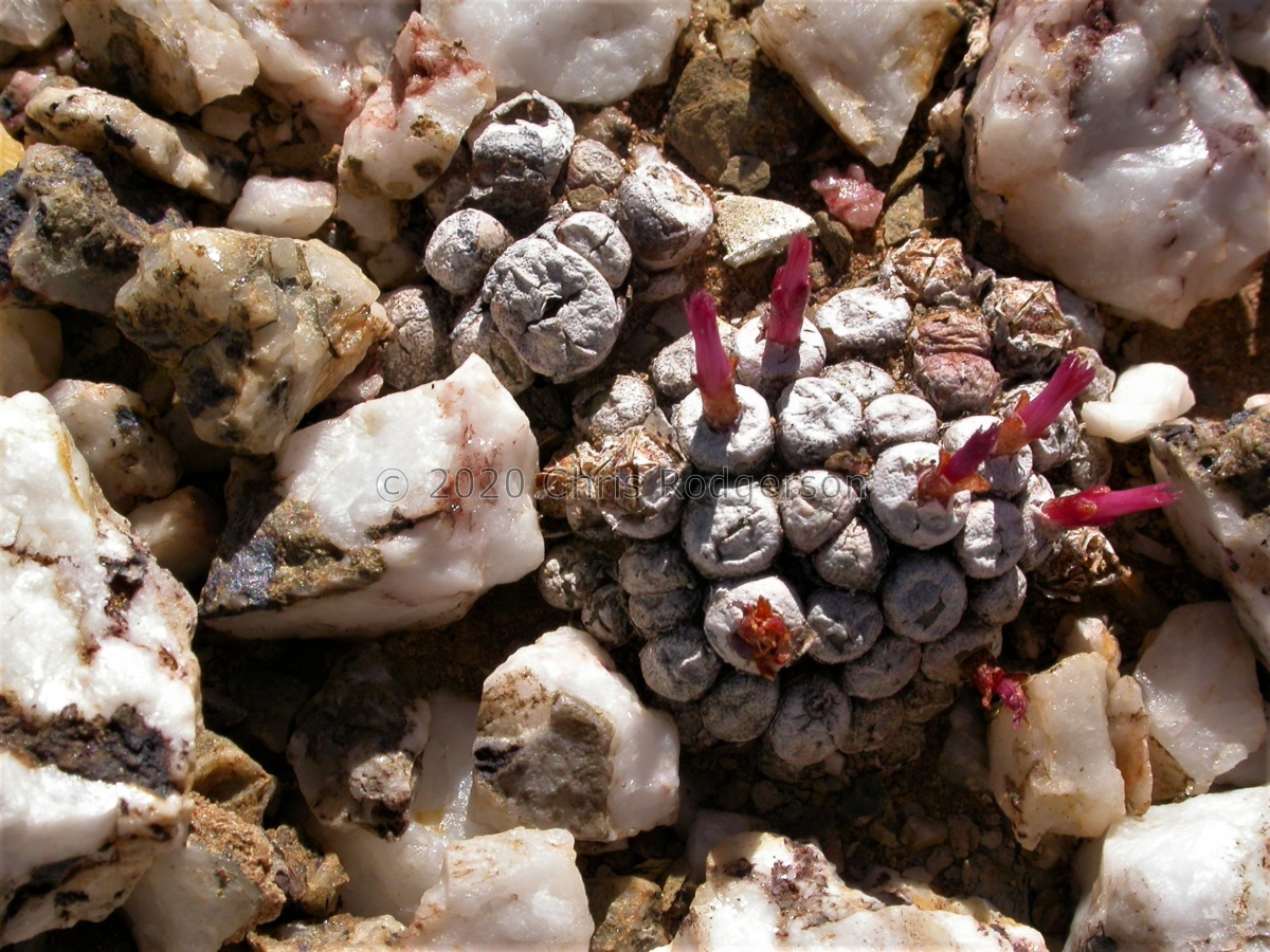 piluliforme W Anysberg (1721).jpg