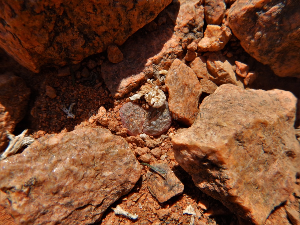 praesectum NE Pofadder (2).JPG