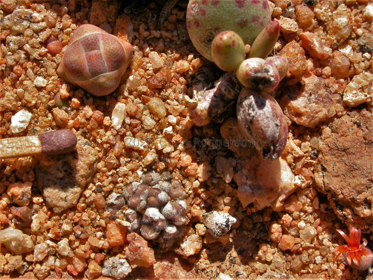 pubicalyx NW Kamiesberg1807 (7).jpg