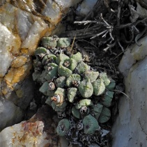 quaesitum ssp. quaesitum