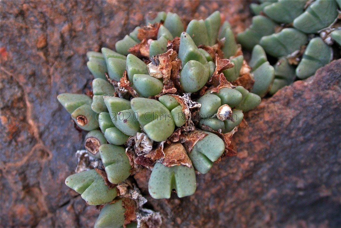 quaesitum var.rostratum Sandberg (2)