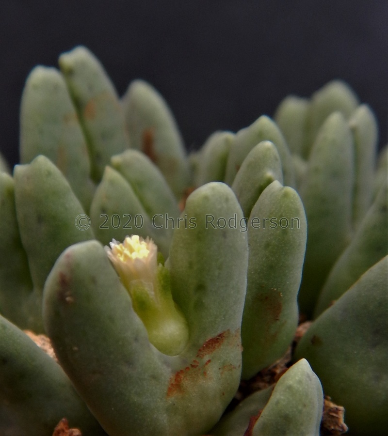 quaesitum var.rostratum Clonoptype.JPG