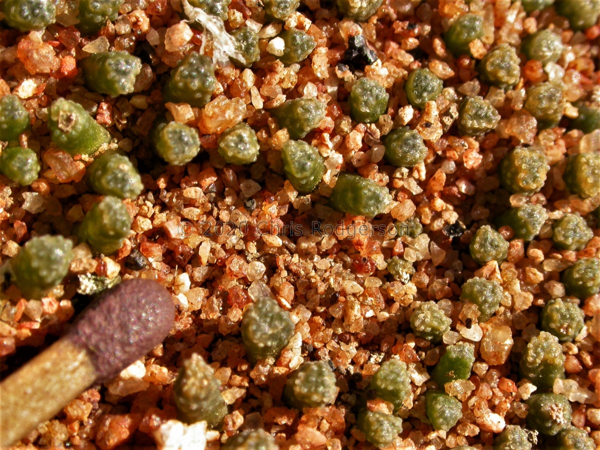 reconditum Kamiesberg 1808 (5).jpg