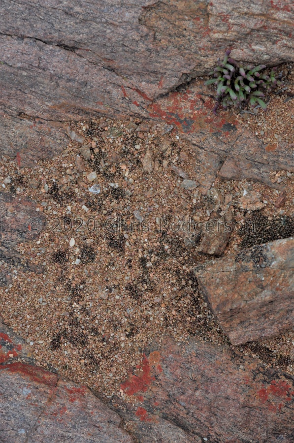 reconditum Kliprand 1938.JPG