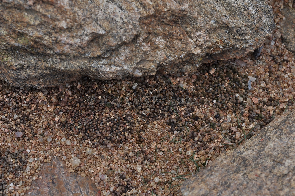 reconditum Kliprand 1938 (2).JPG