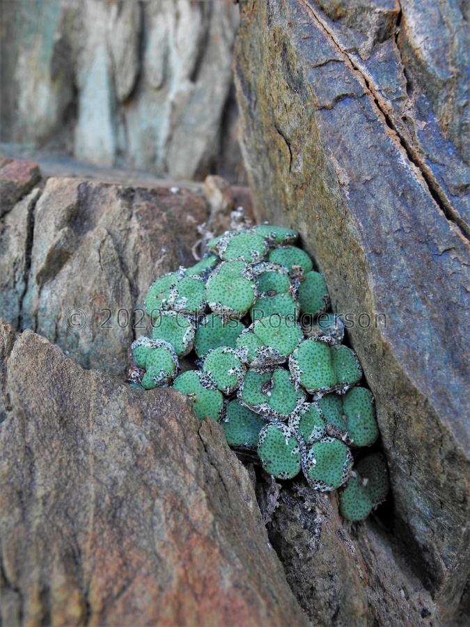 ricardianum Lorelei (5).JPG