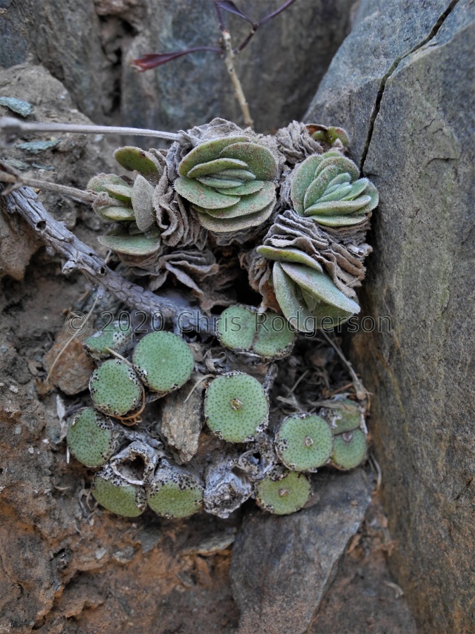ricardianum Lorelei (6).JPG