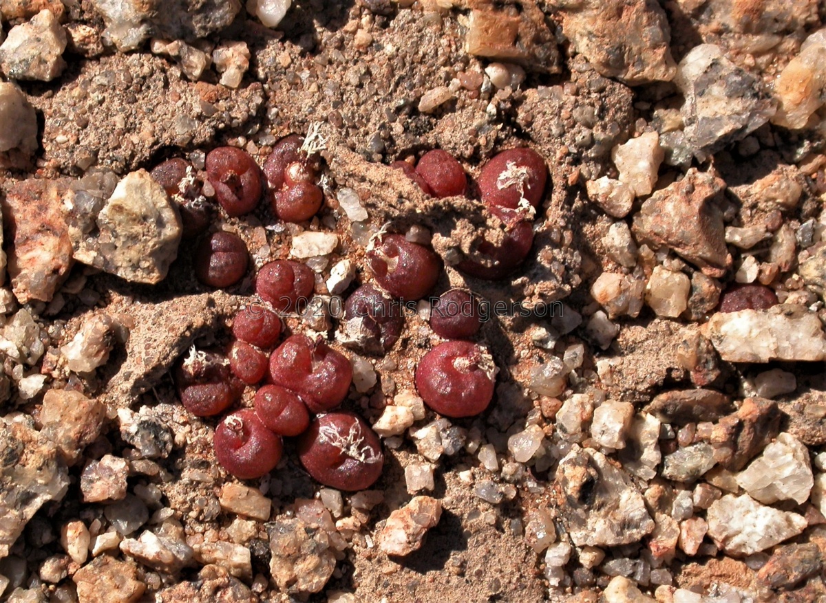 roodiae ssp.sanguineum (3).JPG