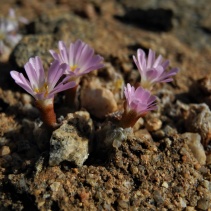 roodiae ssp. roodiae