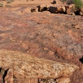 roodiae 1794