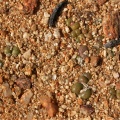 roodiae 1794 (3)