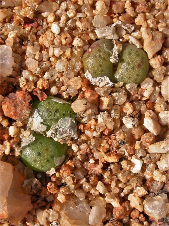 roodiae 1794 (4).jpg