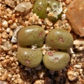 roodiae 1794 (5)