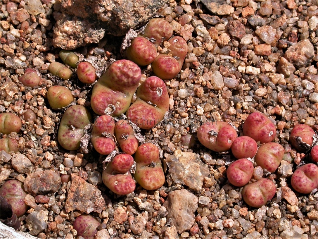 roodiae ssp.corrugatum 1469 (4)