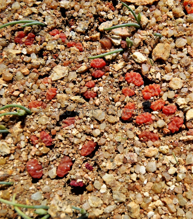 rugosum 1969 (4).JPG