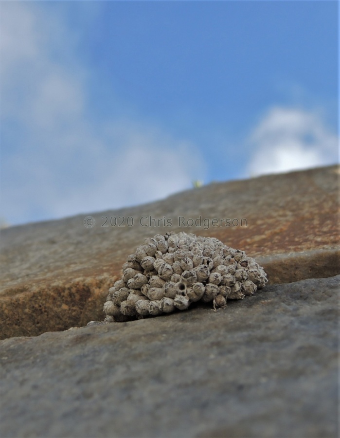 saxetanum Buchuberg (8).jpg