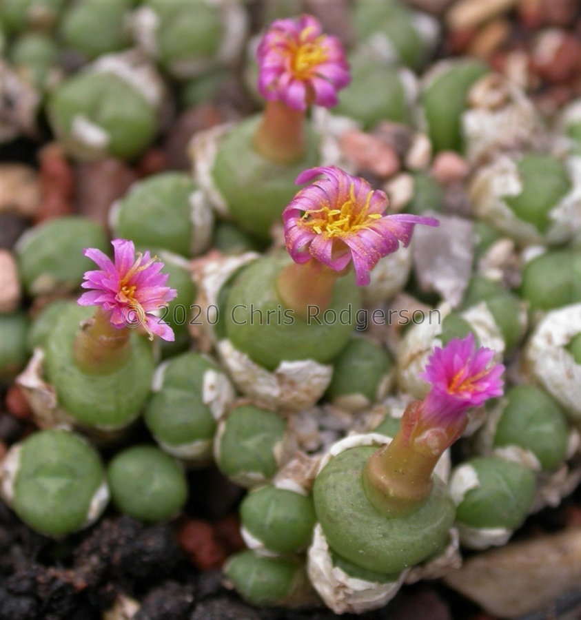 saxetanum Buchuberg (9).jpg