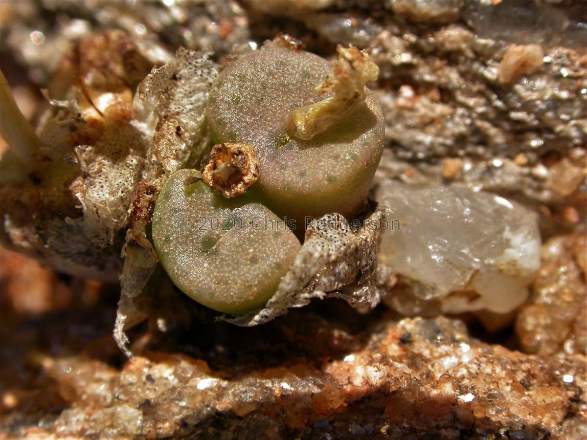 smaleorum type locality 1788.jpg