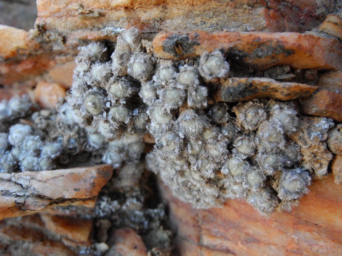 stephanii ssp.stephanii (4).JPG