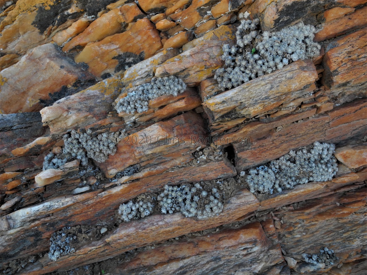 stephanii ssp.stephanii (6).JPG