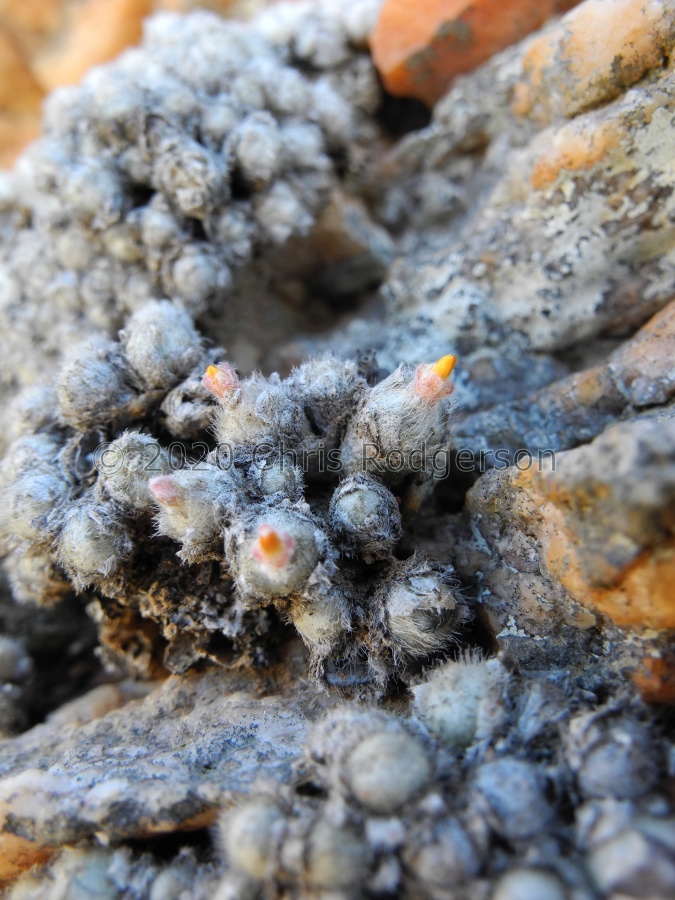 stephanii ssp.stephanii (10).JPG