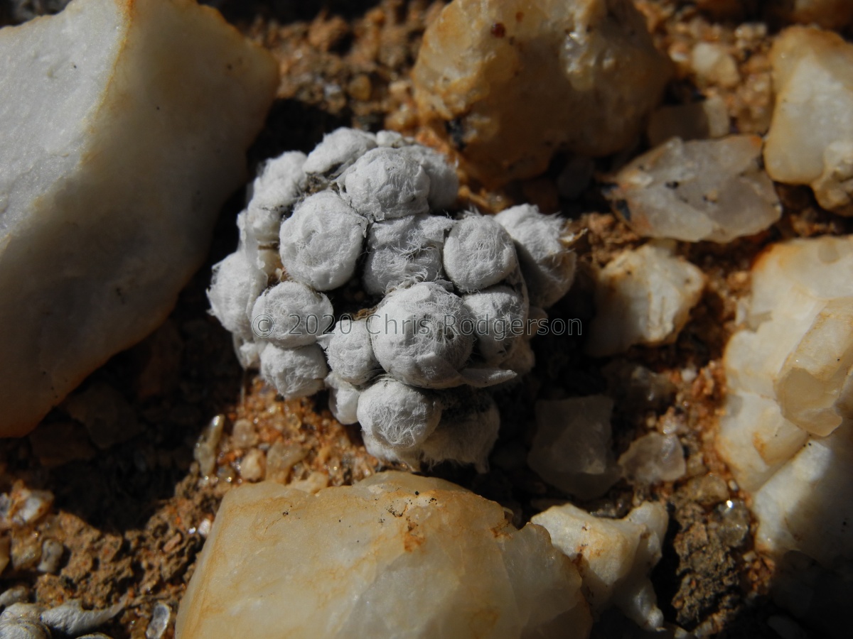 stephanii ssp.helmutii Grashoek 1785 (3).JPG